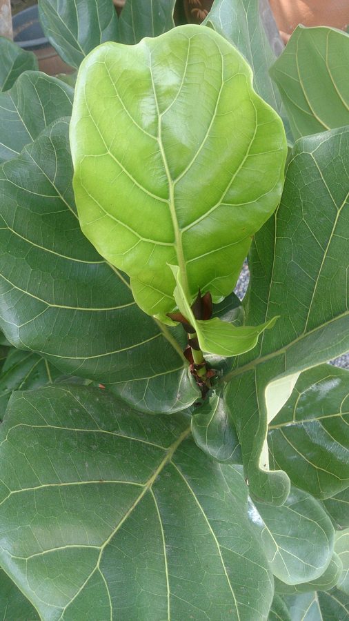 Fiddle Leaf Fig